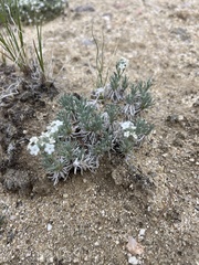 Oreocarya subcapitata