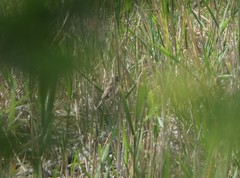 Acrocephalus schoenobaenus