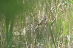 Acrocephalus schoenobaenus