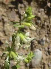Stachys annua