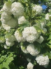 Viburnum opulus