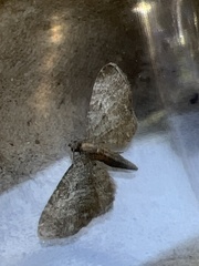 Eupithecia haworthiata