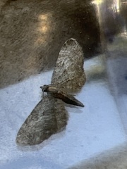Eupithecia haworthiata
