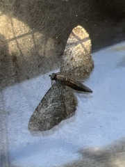 Eupithecia haworthiata