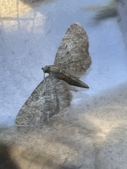 Eupithecia haworthiata