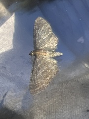 Eupithecia haworthiata