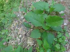 Trachystemon orientalis