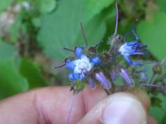 Trachystemon orientalis