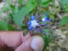 Trachystemon orientalis