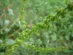 Rumex obtusifolius obtusifolius