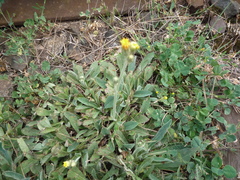 Pilosella piloselliflora