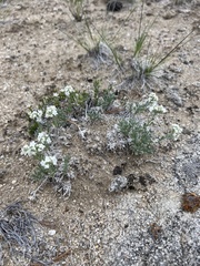 Oreocarya subcapitata