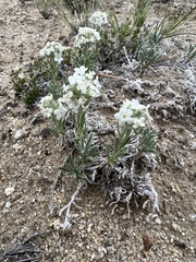 Oreocarya subcapitata