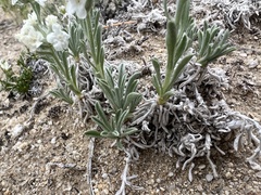 Oreocarya subcapitata