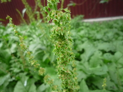 Rumex obtusifolius obtusifolius