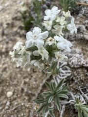 Oreocarya subcapitata