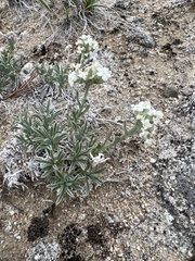 Oreocarya subcapitata