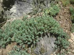 Sedum pallidum