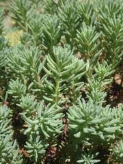 Sedum pallidum