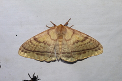 Eupterote bifasciata