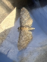 Eupithecia haworthiata