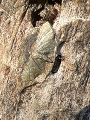Eupithecia haworthiata