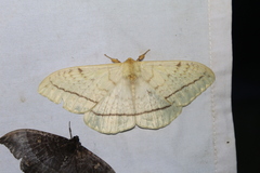 Eupterote bifasciata