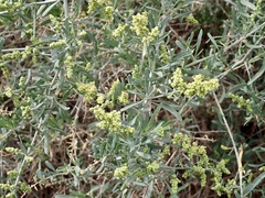 Chenopodium nitrariaceum