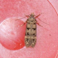 Bryotropha domestica