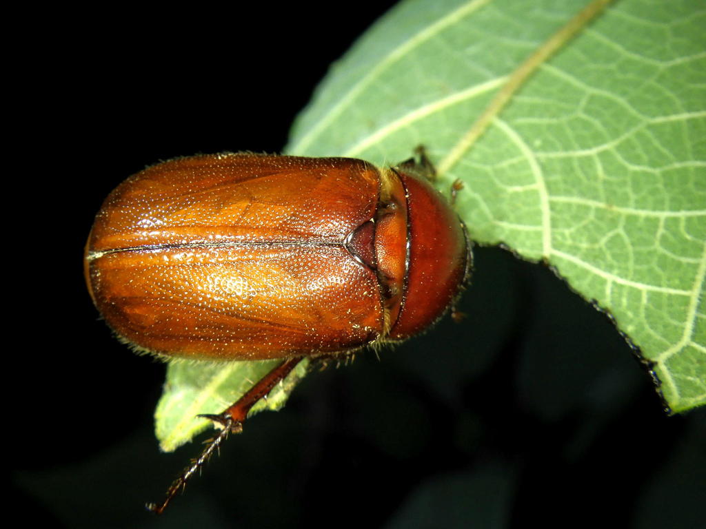 Miridiba pilosella