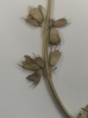 Syncolostemon elliottii