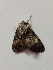 Noctuidae