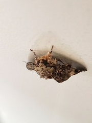 Noctuidae