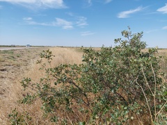 Chrysobothris purpureovittata