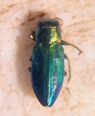 Chrysobothris purpureovittata