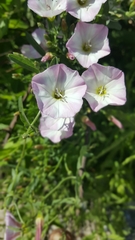 Convolvulus arvensis