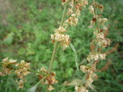 Rumex obtusifolius obtusifolius