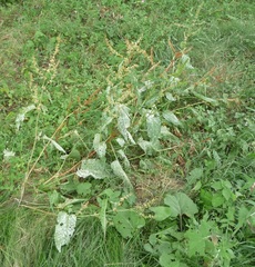 Rumex obtusifolius obtusifolius