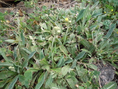 Pilosella piloselliflora