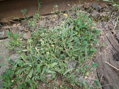 Pilosella piloselliflora