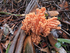Ramaria capitata ochraceosalmonicolor
