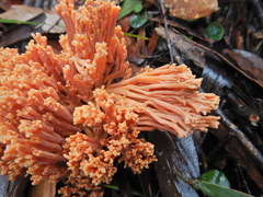 Ramaria capitata ochraceosalmonicolor