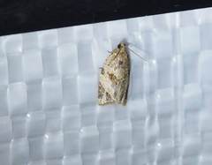 Adoxophyes privatana