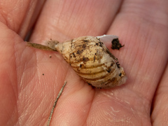 Bothriembryon tasmanicus