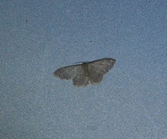 Idaea ptyonopoda