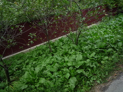 Rumex obtusifolius obtusifolius