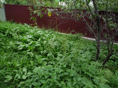 Rumex obtusifolius obtusifolius