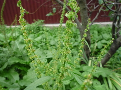 Rumex obtusifolius obtusifolius