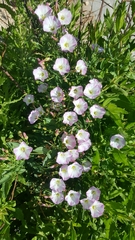 Convolvulus arvensis