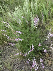 Astragalus tenuifolius